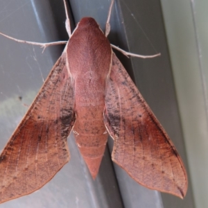 Hippotion scrofa at Paddys River, ACT - 16 Feb 2020