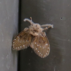 Psychodidae sp. (family) (Moth Fly, Drain Fly) at Cotter Reserve - 16 Feb 2020 by Christine