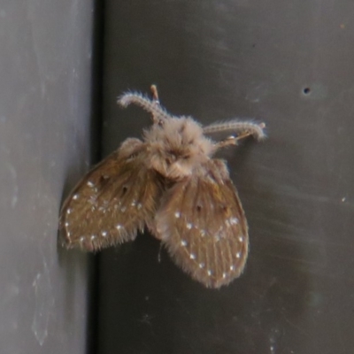 Psychodidae sp. (family) (Moth Fly, Drain Fly) at Paddys River, ACT - 16 Feb 2020 by Christine