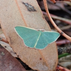 Chlorocoma dichloraria (Guenee's or Double-fringed Emerald) at Cook, ACT - 13 Feb 2020 by CathB