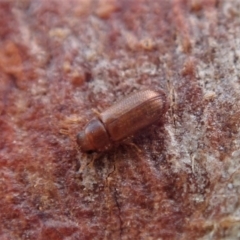 Peltonyxa sp. (genus) (Trogossitid beetle) at Cook, ACT - 10 Feb 2020 by CathB