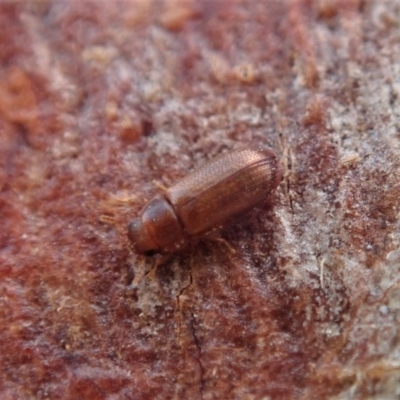 Peltonyxa sp. (genus) (Trogossitid beetle) at Cook, ACT - 10 Feb 2020 by CathB