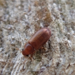 Peltonyxa sp. (genus) at Cook, ACT - 10 Feb 2020 12:11 PM