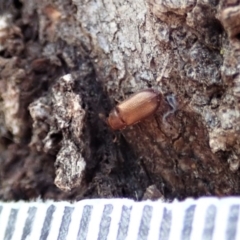 Peltonyxa sp. (genus) at Cook, ACT - 10 Feb 2020 12:11 PM