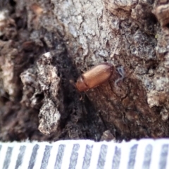 Peltonyxa sp. (genus) at Cook, ACT - 10 Feb 2020