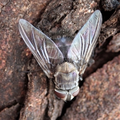 Rutilia (Donovanius) sp. (genus & subgenus) (A Bristle Fly) at Cook, ACT - 10 Feb 2020 by CathB