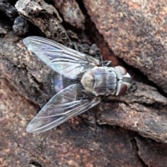 Rutilia (Donovanius) sp. (genus & subgenus) at Cook, ACT - 10 Feb 2020