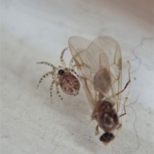 Oecobius sp. (genus) at Cook, ACT - 11 Feb 2020