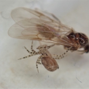 Oecobius sp. (genus) at Cook, ACT - 11 Feb 2020