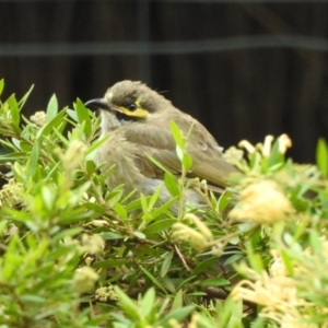 Caligavis chrysops at Burradoo - 16 Feb 2020