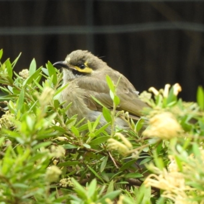 Caligavis chrysops (Yellow-faced Honeyeater) at Wingecarribee Local Government Area - 16 Feb 2020 by GlossyGal