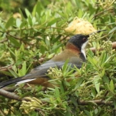 Acanthorhynchus tenuirostris (Eastern Spinebill) at Burradoo - 16 Feb 2020 by GlossyGal