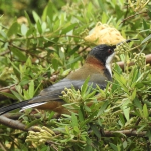 Acanthorhynchus tenuirostris at Burradoo, NSW - suppressed