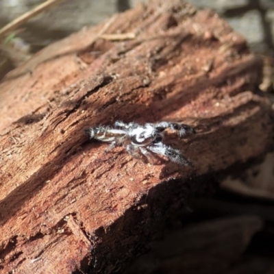 Thyene concinna (Creeping Jumper) at Cook, ACT - 15 Feb 2020 by CathB