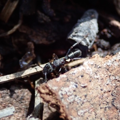 Rhytidoponera sp. (genus) (Rhytidoponera ant) at Cook, ACT - 16 Feb 2020 by CathB