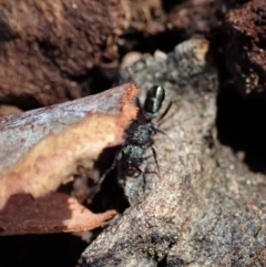 Rhytidoponera sp. (genus) at Cook, ACT - 16 Feb 2020