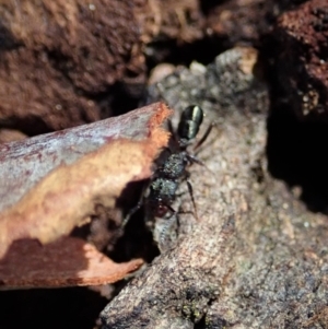 Rhytidoponera sp. (genus) at Cook, ACT - 16 Feb 2020