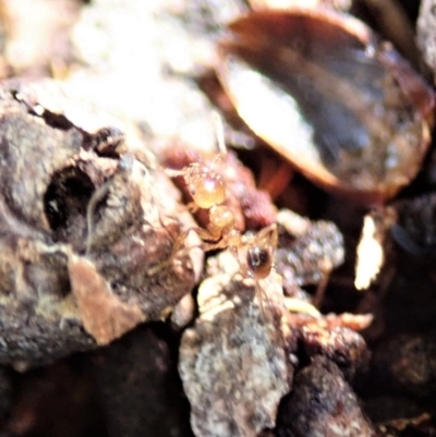 Pheidole sp. (genus) (Seed-harvesting ant) at Mount Painter - 16 Feb 2020 by CathB