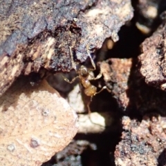 Pheidole sp. (genus) at Cook, ACT - 16 Feb 2020