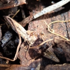 Pheidole sp. (genus) at Cook, ACT - 16 Feb 2020