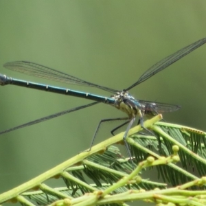 Austroargiolestes icteromelas at Paddys River, ACT - 16 Feb 2020