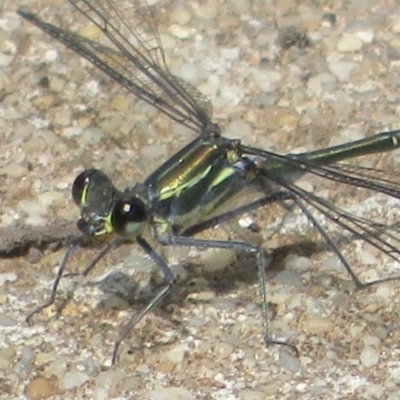 Austroargiolestes icteromelas (Common Flatwing) at Cotter Reserve - 16 Feb 2020 by Christine