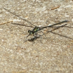 Austroargiolestes icteromelas at Paddys River, ACT - 16 Feb 2020