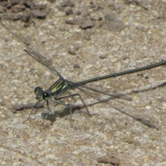 Austroargiolestes icteromelas at Paddys River, ACT - 16 Feb 2020