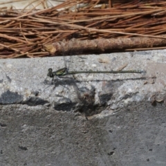 Austroargiolestes icteromelas at Paddys River, ACT - 16 Feb 2020