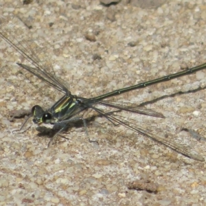 Austroargiolestes icteromelas at Paddys River, ACT - 16 Feb 2020