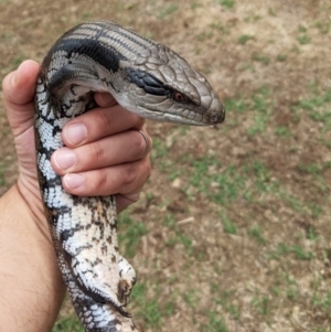 Tiliqua scincoides scincoides at Ainslie, ACT - 16 Feb 2020