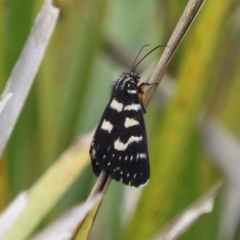 Phalaenoides tristifica (Willow-herb Day-moth) at Mongarlowe, NSW - 16 Feb 2020 by LisaH