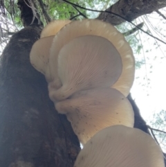 Pleurotus sp. (Pleurotus) at Quaama, NSW - 15 Feb 2020 by FionaG