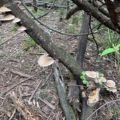 Pleurotus sp. at Quaama, NSW - 15 Feb 2020 03:28 PM