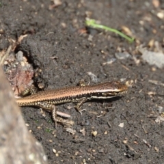 Eulamprus heatwolei (Yellow-bellied Water Skink) at Biamanga National Park - 7 Feb 2020 by FionaG