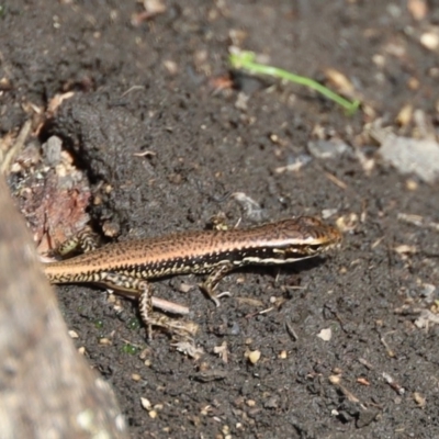 Eulamprus heatwolei (Yellow-bellied Water Skink) at Biamanga National Park - 7 Feb 2020 by FionaG