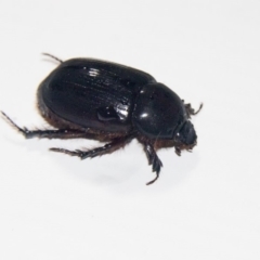 Dasygnathus sp. (genus) (Rhinoceros beetle) at Higgins, ACT - 16 Feb 2020 by AlisonMilton