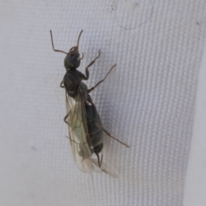 Iridomyrmex sp. (genus) at Higgins, ACT - 15 Feb 2020