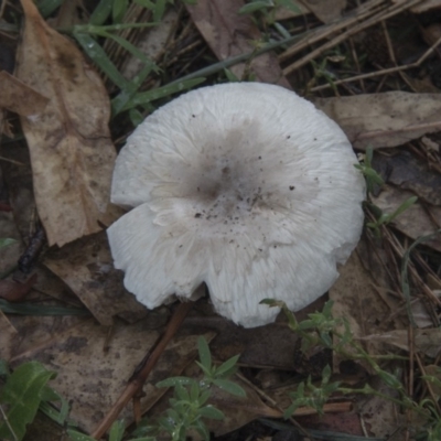 Agaricus sp. (Agaricus) at Hawker, ACT - 15 Feb 2020 by AlisonMilton