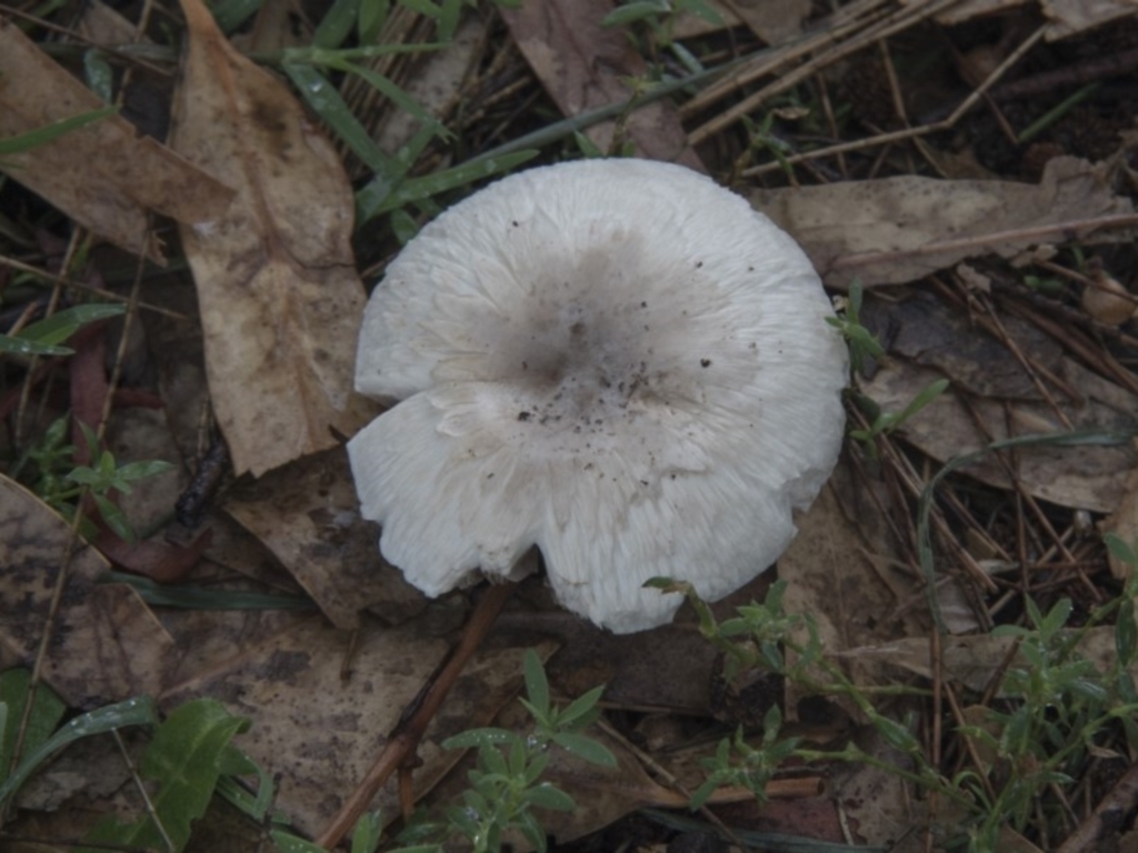 Agaricus sp. at Hawker, ACT - 15 Feb 2020