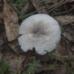 Agaricus sp. (Agaricus) at Hawker, ACT - 15 Feb 2020 by Alison Milton