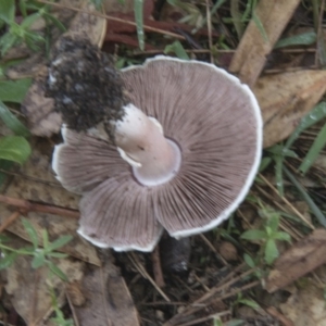 Agaricus sp. at Hawker, ACT - 15 Feb 2020 04:03 PM