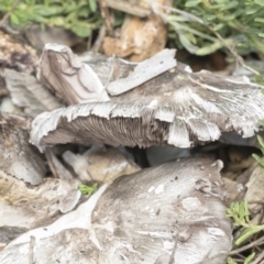 Agaricus sp. (Agaricus) at Higgins, ACT - 14 Feb 2020 by Alison Milton