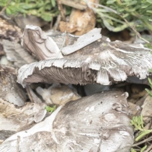 Agaricus sp. at Higgins, ACT - 15 Feb 2020