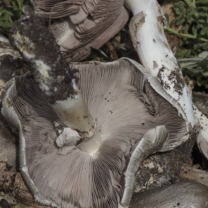 Agaricus sp. at Higgins, ACT - 15 Feb 2020