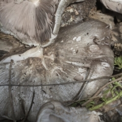 Agaricus sp. at Higgins, ACT - 15 Feb 2020