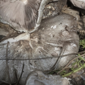 Agaricus sp. at Higgins, ACT - 15 Feb 2020