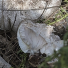 Agaricus sp. at Higgins, ACT - 15 Feb 2020 10:44 AM