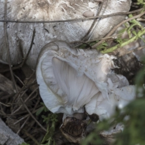 Agaricus sp. at Higgins, ACT - 15 Feb 2020