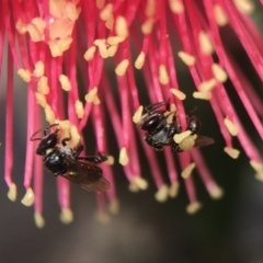 Tetragonula carbonaria (Stingless bee) at Mogo, NSW - 24 Feb 2018 by PeterA